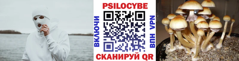 Галлюциногенные грибы Psilocybine cubensis  Юхнов 